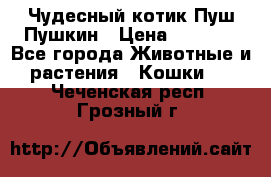 Чудесный котик Пуш-Пушкин › Цена ­ 1 200 - Все города Животные и растения » Кошки   . Чеченская респ.,Грозный г.